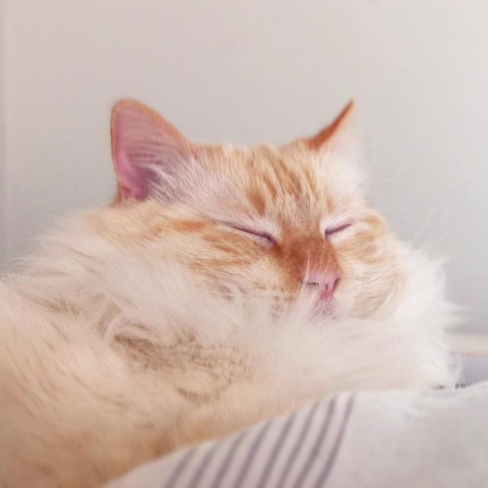 Meet your Posher, Joyce